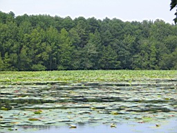 White River in Arkansas 191.jpg